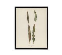 Artery8 Vintage Botanical Croton Interruptum Leaf Fawcett Framed Canvas Art in Beige | Size: W12" x H16" Artery8 Beige W12" x H16"