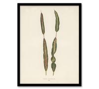 Artery8 Vintage Botanical Croton Interruptum Leaf Fawcett Framed Wall Art in Beige | Size: A4 Artery8 Beige A4