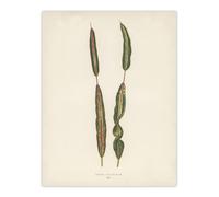 Artery8 Vintage Botanical Croton Interruptum Leaf Fawcett Wall Art Poster in Beige | Size: W24" x H32" Artery8 Beige W24" x H32"