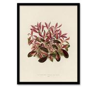 Artery8 Vintage Botanical Dwarf Copperleaf Fawcett Framed Wall Art Print in Beige | Size: A4 Artery8 Beige A4
