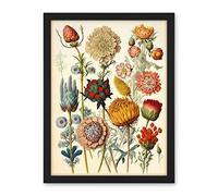 Artery8 Vintage Botanical Ernst Haeckel Inspired Plant Study Modern Watercolour Painting Illustration Artwork Framed Wall Art Print 18X24 Inch