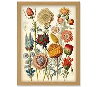 Artery8 Vintage Botanical Ernst Haeckel Inspired Plant Study Modern Watercolour Painting Illustration Artwork Framed Wall Art Print A4