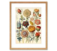 Artery8 Vintage Botanical Ernst Haeckel Inspired Plant Study Modern Watercolour Painting Illustration Artwork Framed Wall Art Print 12X16 Inch