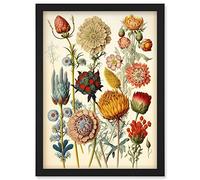 Vintage Botanical Ernst Haeckel Inspired Plant Study Modern Watercolour Painting Illustration Artwork Framed Wall Art Print A4 Artery8 Black One Size