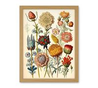 Artery8 Vintage Botanical Ernst Haeckel Inspired Plant Study Modern Watercolour Painting Illustration Artwork Framed Wall Art Print 18X24 Inch