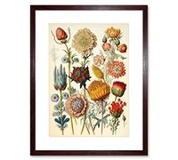 Artery8 Vintage Botanical Ernst Haeckel Inspired Plant Study Modern Watercolour Painting Illustration Artwork Framed Wall Art Print 9X7 Inch