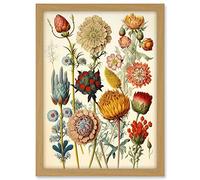 Artery8 Vintage Botanical Ernst Haeckel Inspired Plant Study Modern Watercolour Painting Illustration Artwork Framed A3 Wall Art Print