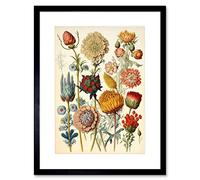 Artery8 Vintage Botanical Ernst Haeckel Inspired Plant Study Modern Watercolour Painting Illustration Artwork Framed Wall Art Print 9X7 Inch