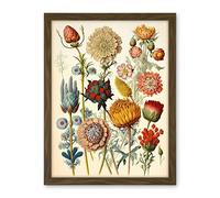 Artery8 Vintage Botanical Ernst Haeckel Inspired Plant Study Modern Watercolour Painting Illustration Artwork Framed Wall Art Print 18X24 Inch