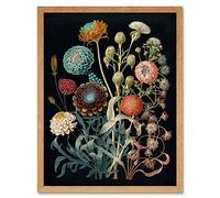 Artery8 Vintage Botanical Ernst Haeckel Style Plant Study Modern Watercolour Painting Illustration Art Print Framed Poster Wall Decor 12x16 inch