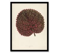 Artery8 Vintage Botanical Gesnera Exoniensis Leaf Fawcett Framed Wall Art Print A3
