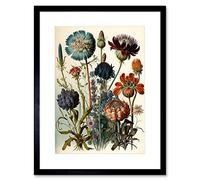 Artery8 Vintage Botanical Illustration Ernst Haeckel Inspired Plant Study Modern Watercolour Painting Artwork Framed Wall Art Print 9X7 Inch