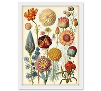 Artery8 Vintage Botanical Illustration Ernst Haeckel Style Plant Study Modern Watercolour Painting Artwork Framed A3 Wall Art Print
