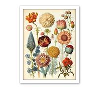 Artery8 Vintage Botanical Illustration Ernst Haeckel Style Plant Study Modern Watercolour Painting Artwork Framed Wall Art Print 18X24 Inch