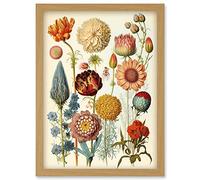 Artery8 Vintage Botanical Illustration Ernst Haeckel Style Plant Study Modern Watercolour Painting Artwork Framed Wall Art Print A4