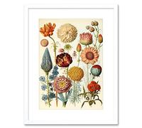 Artery8 Vintage Botanical Illustration Ernst Haeckel Style Plant Study Modern Watercolour Painting Artwork Framed Wall Art Print 12X16 Inch