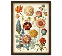 Artery8 Vintage Botanical Illustration Ernst Haeckel Style Plant Study Modern Watercolour Painting Artwork Framed Wall Art Print A4 in Brown Artery8 Brown