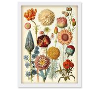 Artery8 Vintage Botanical Illustration Ernst Haeckel Style Plant Study Modern Watercolour Painting Artwork Framed Wall Art Print A4