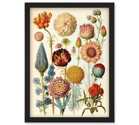 Artery8 Vintage Botanical Illustration Ernst Haeckel Style Plant Study Modern Watercolour Painting Artwork Framed Wall Art Print A4