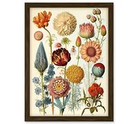 Artery8 Vintage Botanical Illustration Ernst Haeckel Style Plant Study Modern Watercolour Painting Artwork Framed A3 Wall Art Print