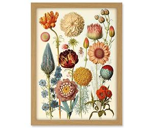 Artery8 Vintage Botanical Illustration Ernst Haeckel Style Plant Study Modern Watercolour Painting Artwork Framed A3 Wall Art Print