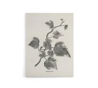 Artery8 Vintage Botanical Marginata Ivy Hibberd Canvas Wall Art in White | Size: W12" x H16" Artery8 White W12" x H16"