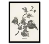 Artery8 Vintage Botanical Marginata Ivy Hibberd Framed Wall Art Print in White | Size: A4 Artery8 White A4