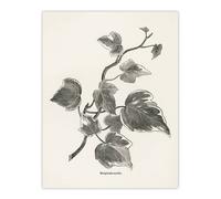 Artery8 Vintage Botanical Marginata Ivy Hibberd Wall Art Poster Print in White | Size: W12" x H16" Artery8 White W12" x H16"