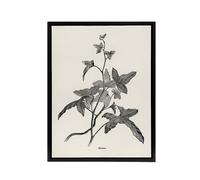 Artery8 Vintage Botanical Minima Ivy Shirley Hibberd Black Framed Canvas Art in White | Size: W24" x H32" Artery8 White W24" x H32"