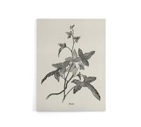 Artery8 Vintage Botanical Minima Ivy Shirley Hibberd Canvas Wall Art in White | Size: W24" x H32" Artery8 White W24" x H32"