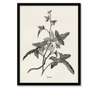 Artery8 Vintage Botanical Minima Ivy Shirley Hibberd Framed Wall Art Print A3