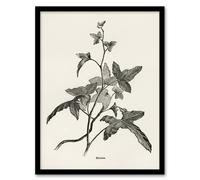 Artery8 Vintage Botanical Minima Ivy Shirley Hibberd Framed Wall Art Print in White | Size: A4 Artery8 White A4