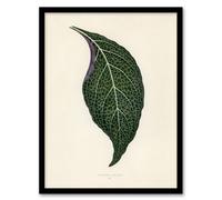 Artery8 Vintage Botanical Nerve Plant Leaf Fawcett Framed Wall Art Print A4