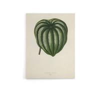 Artery8 Vintage Botanical Pepper Elder Leaf Fawcett Canvas Wall Art in Beige | Size: W18" x H24" Artery8 Beige W18" x H24"