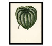 Artery8 Vintage Botanical Pepper Elder Leaf Fawcett Framed Wall Art Print A3