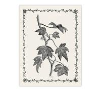 Artery8 Vintage Botanical Pustulata Leaves Hibberd Wall Art Poster Print in White | Size: W12" x H16" Artery8 White W12" x H16"