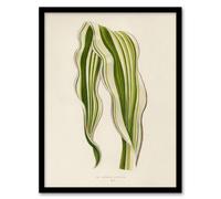 Artery8 Vintage Botanical Striped Maize Corn Leaf Fawcett Framed Wall Art in Beige | Size: A3 Artery8 Beige A3