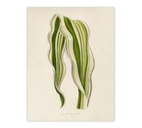 Artery8 Vintage Botanical Striped Maize Corn Leaf Fawcett Wall Art Poster in Beige | Size: W18" x H24" Artery8 Beige W18" x H24"