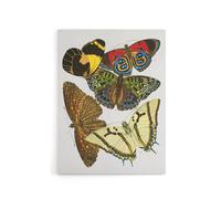 Artery8 Vintage Butterflies Papillons Canvas Wall Art Print Eugene Seguy | Size: W12" x H16" Artery8 Multicolor W12" x H16"