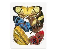 Artery8 Vintage Butterflies Yellow Red Blue Vintage Wall Art Print Seguy | Size: W12" x H16" Artery8 Multicolor W12" x H16"
