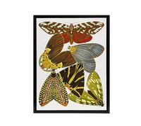 Artery8 Vintage Butterfly Illustration Framed Canvas Wall Art Print Eugene Seguy | Size: W18" x H24" Artery8 Multicolor W18" x H24"