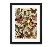 Artery8 Vintage Cottagecore Aesthetic Butterflies Colour Pencil Insect Study Decor Artwork Framed Wall Art Print 18X24 Inch
