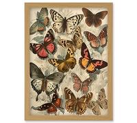 Artery8 Vintage Cottagecore Aesthetic Butterflies Colour Pencil Insect Study Decor Artwork Framed Wall Art Print A4