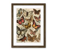 Artery8 Vintage Cottagecore Aesthetic Butterflies Colour Pencil Insect Study Decor Artwork Framed Wall Art Print 18X24 Inch