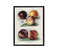 Artery8 Vintage Fruit Illustration Peach Varieties Wright Framed Canvas Art in White | Size: W24" x H32" Artery8 White W24" x H32"
