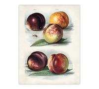 Artery8 Vintage Fruit Illustration Peach Varieties Wright Wall Art Poster Print 12X16"