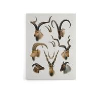 Artery8 Vintage Illustration Bovidae Animals Lydekker Canvas Wall Art in White | Size: W24" x H32" Artery8 White W24" x H32"