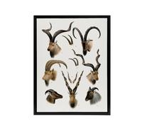 Artery8 Vintage Illustration Bovidae Animals Lydekker Framed Canvas Wall Art in White | Size: W12" x H16" Artery8 White W12" x H16"