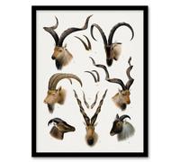 Artery8 Vintage Illustration Bovidae Animals Lydekker Framed Wall Art Print in White | Size: A3 Artery8 White A3