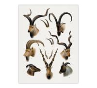 Artery8 Vintage Illustration Bovidae Animals Lydekker Wall Art Poster Print in White | Size: W18" x H24" Artery8 White W18" x H24"